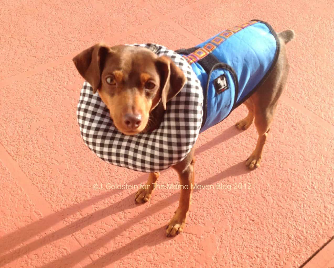 puppy bumpers pablo s picks puppy bumpers protect pooches from getting through gates the puppy bumpers pablo s picks puppy bumpers protect pooches from getting through gates the