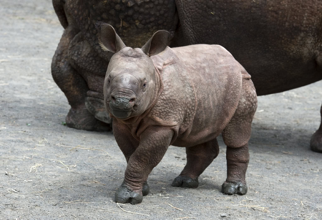 _Julie Larsen Maher 5132 Indian Rhino and Calf WAS BZ 05 13 13.JPG