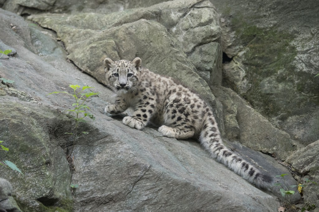 _Julie Larsen Maher 9203 Snow Leopard and Cub of Leo HIM BZ 07 26 13.jpg...