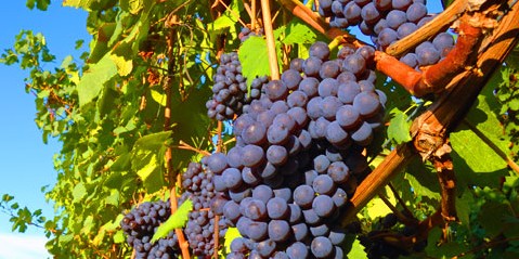 wine_ingred_main_grapes_on_vine