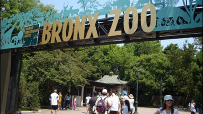 bronx zoo