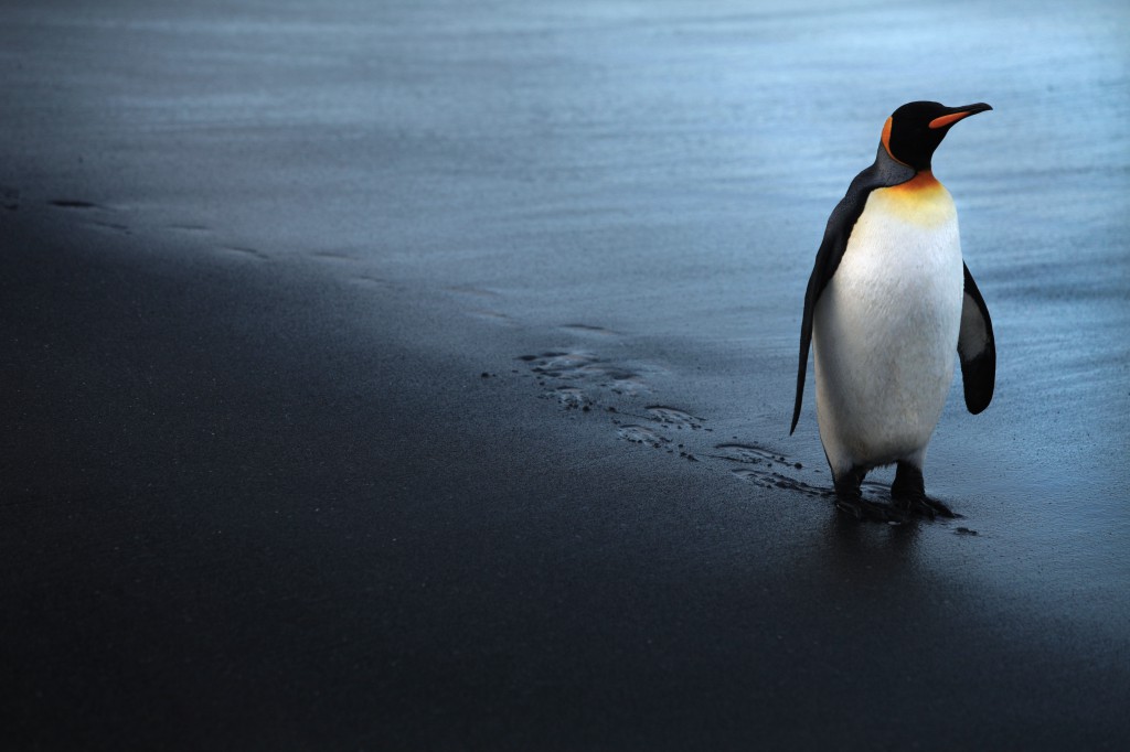 PenguinKing_6