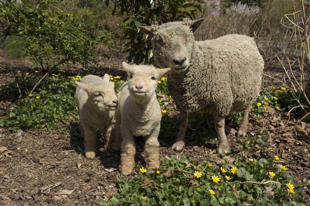 _Julie Larsen Maher 8425 Baby Doll Sheep and Lambs PPZ 04 10 13