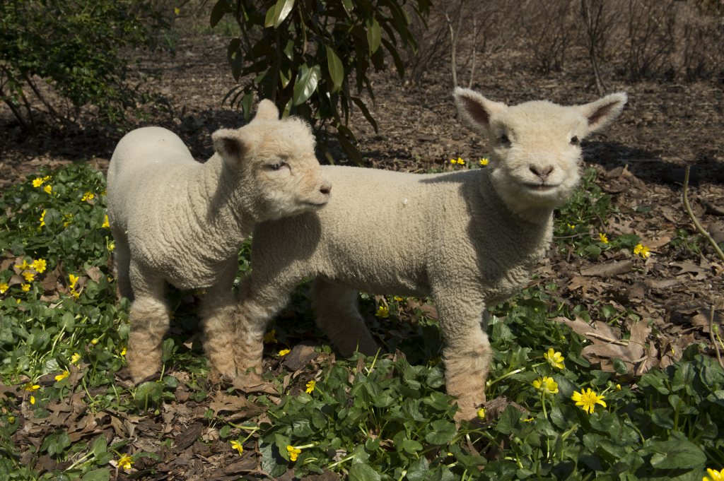 _Julie Larsen Maher 8507 Baby Doll Sheep and Lambs PPZ 04 10 13