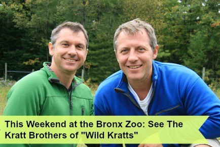 Kratt_Bros_LannerFalcona