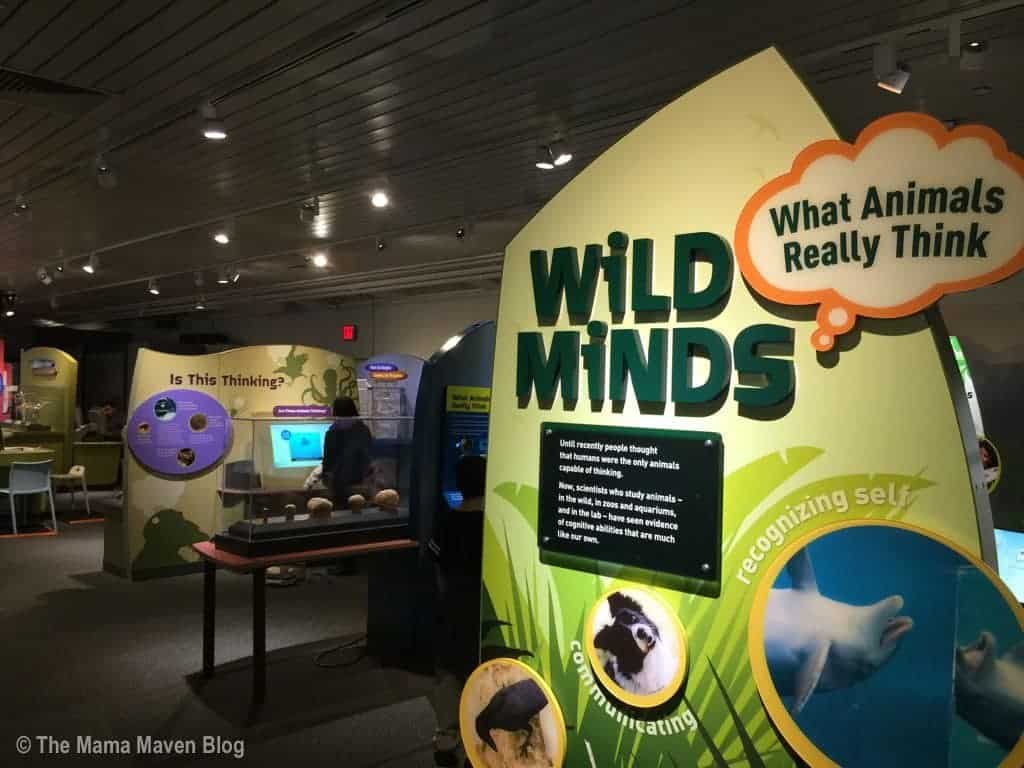 A Day at the NY Hall of Science | The Mama Maven Blog | @themamamaven