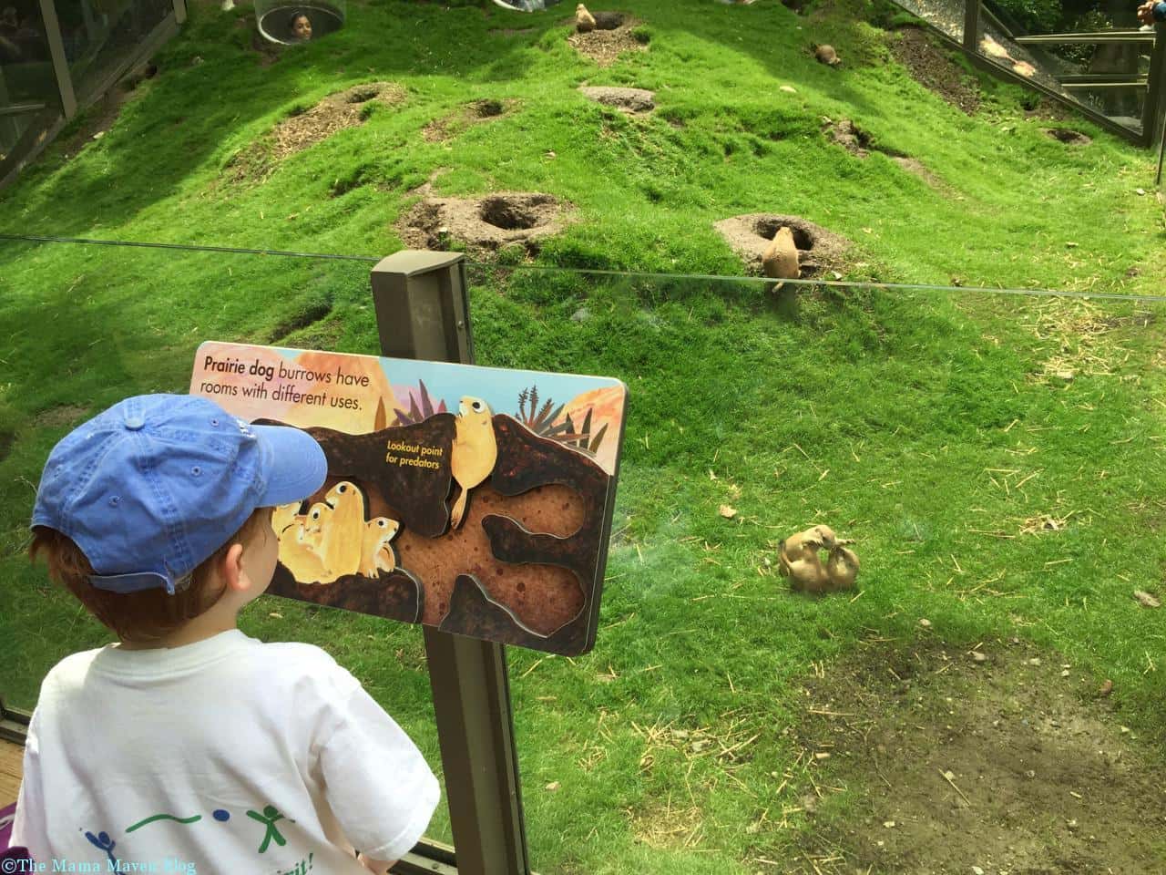 Bronx Zoo Children's Zoo Reopens [VIDEO] The Mama Maven Blog