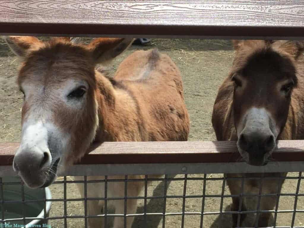 Bronx Zoo Children's Zoo Reopens [VIDEO] | The Mama Maven Blog