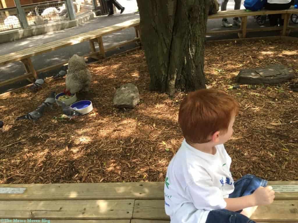 Bronx Zoo Children's Zoo Reopens [VIDEO] | The Mama Maven Blog