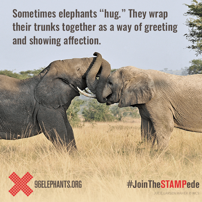 World Elephant Day is August 12 & How You Can Help Save Elephants  | The Mama Maven Blog @BronxZoo #BeHerd @96Elephants #STAMPede  