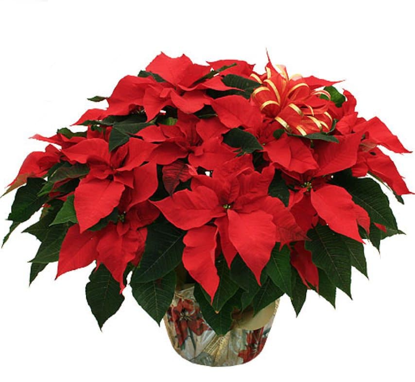 poinsettia