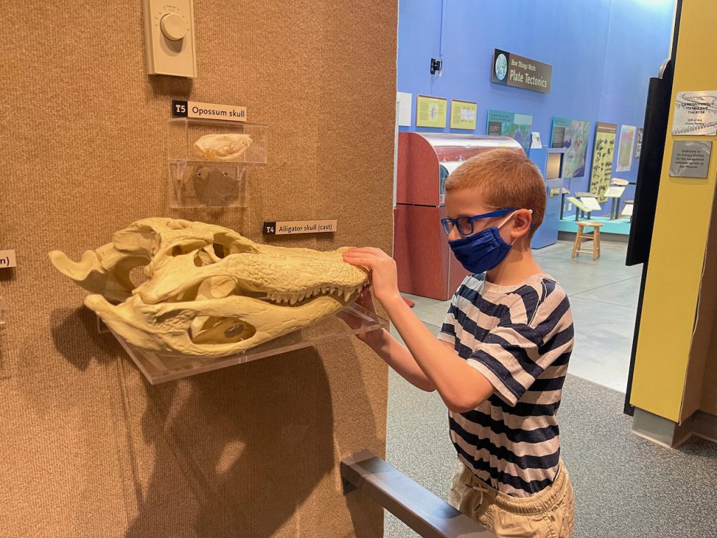 Alligator Skull at The Museum of the Earth - The Mama Maven Blog