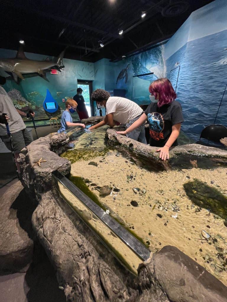 Touch Tank - Sciencenter Ithaca - photo ©nancyhorn  - The Mama Maven Blog