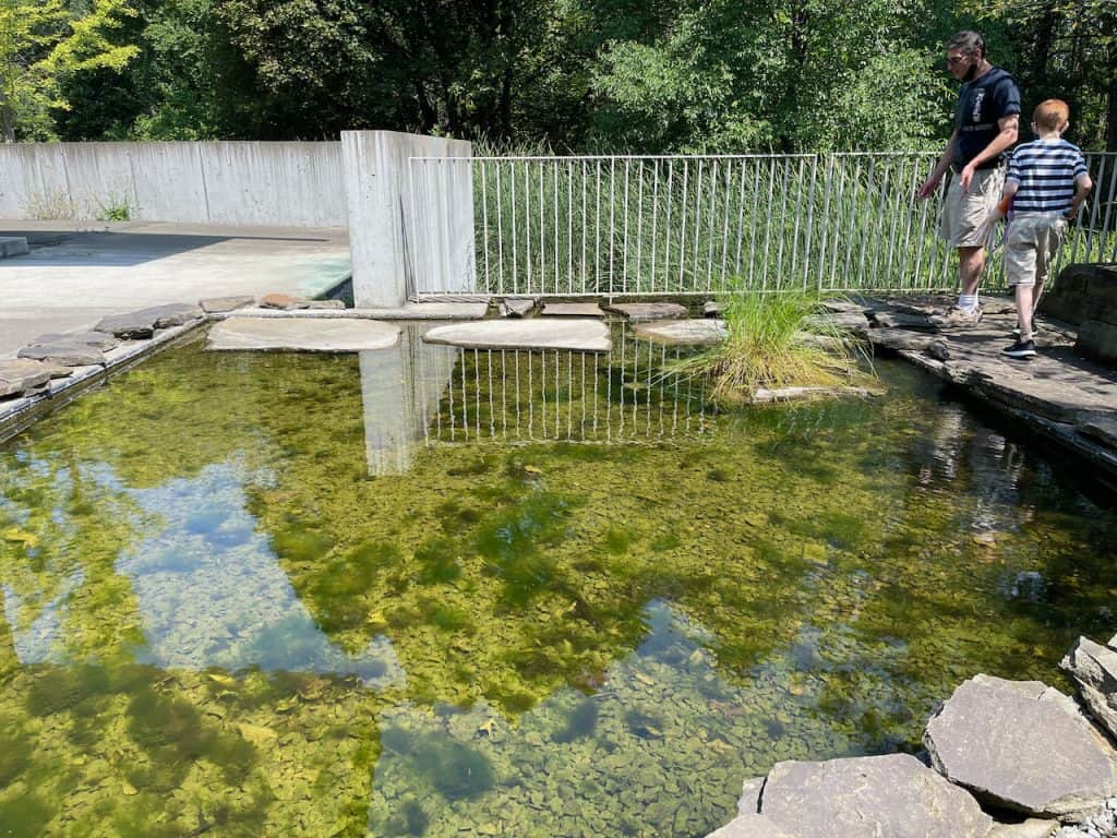 Pond area - The Museum of The Earth 